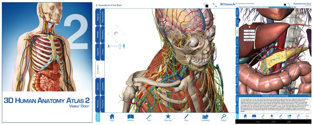 Anatomija Ljudskog Tela Pdf Download